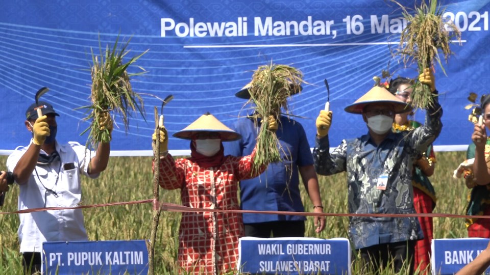 Bebas-Siti Janji Angkat Sektor Pertanian Polman, Siapkan Dua Formula Jitu