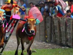 Debu Berterbangan, Sapi Melaju Kencang: Meriahnya Lomba Karapan Sapi di Jawa Timur