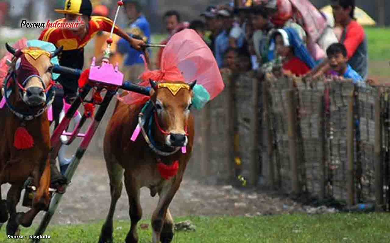 Debu Berterbangan, Sapi Melaju Kencang: Meriahnya Lomba Karapan Sapi di Jawa Timur