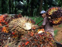 Tantangan Industri Sawit RI: Harga CPO Anjlok, Kesejahteraan Petani Terancam