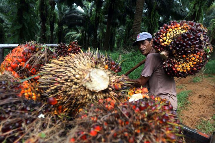 Tantangan Industri Sawit RI: Harga CPO Anjlok, Kesejahteraan Petani Terancam